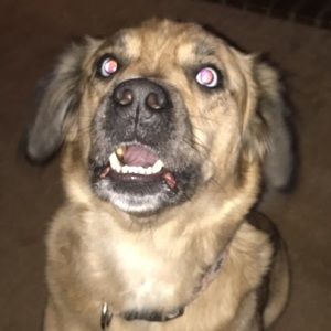 Meet your Posher, Cassidy